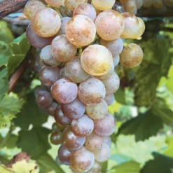 Itasca Wine Grape