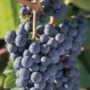 Marquette Grape