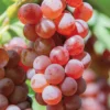 Somerset Seedless Grape