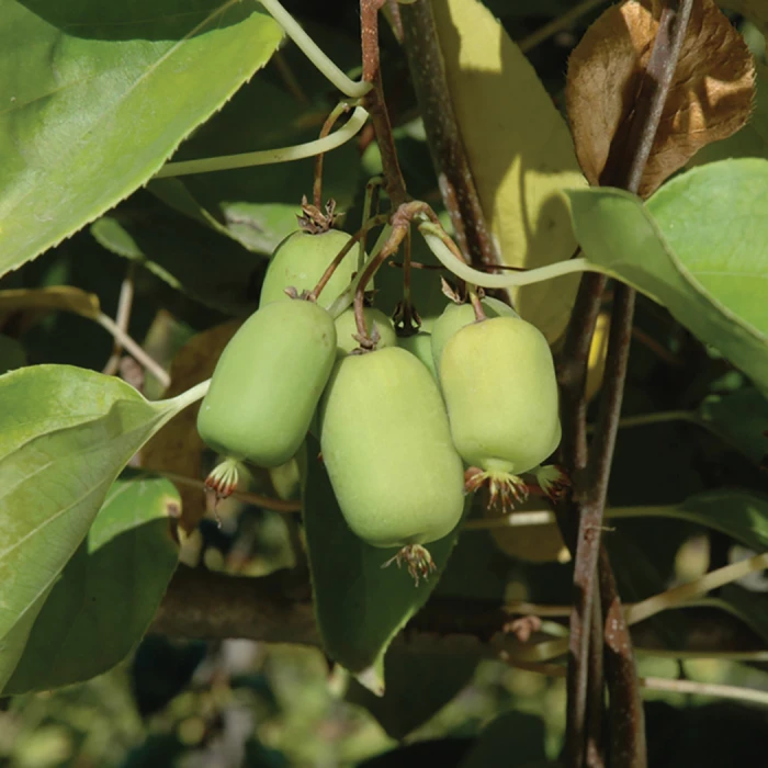 Michigan State Hardy Kiwi 1 Michigan State Hardy Kiwi