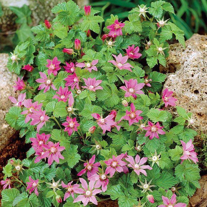 Ground Cover Raspberry Offer (2 Of Each) 1 Ground Cover Raspberry Offer (2 Of Each)