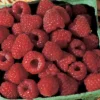 Boyne Summer Bearing Raspberry