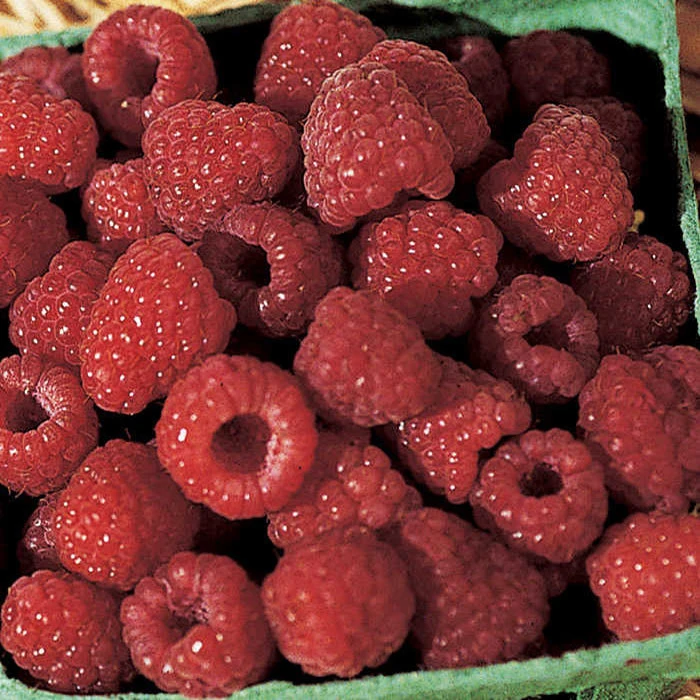 Boyne Summer Bearing Raspberry 1 Boyne Summer Bearing Raspberry