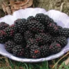 Thornless Blackberry Offer