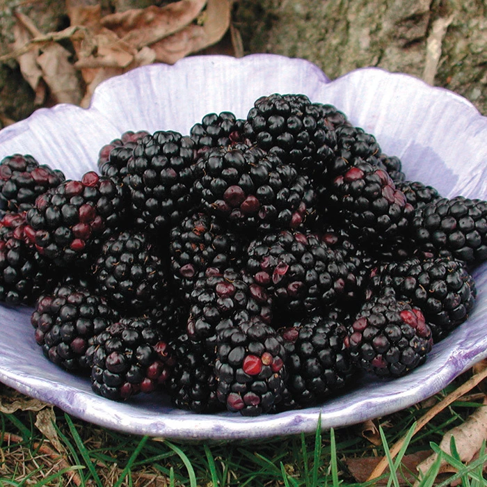Thornless Blackberry Offer 1 Thornless Blackberry Offer