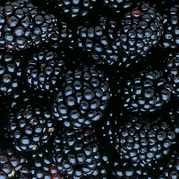 Triple Crown Thornless Blackberry 1 Triple Crown Thornless Blackberry