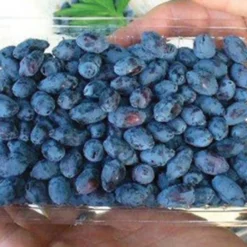 Tundra Canadian Haskap