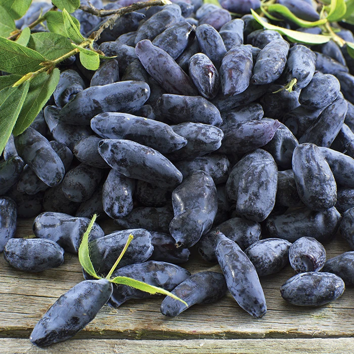 Boreal Beast Honeyberry 1 Boreal Beast Honeyberry