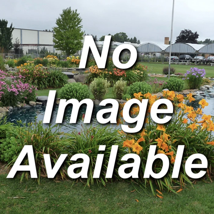 Boreal Blizzard Canadian Haskap 1 Boreal Blizzard Canadian Haskap