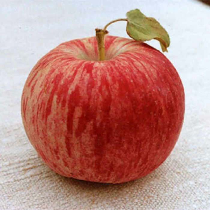 Duchess Of Oldenburg Semi Dwarf Apple 1 Duchess Of Oldenburg Semi Dwarf Apple