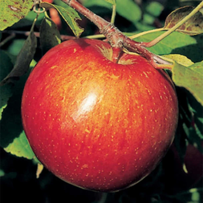 Haralson Semi Dwarf Apple 1 Haralson Semi Dwarf Apple