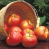 Honeycrisp™ Semi Dwarf Apple