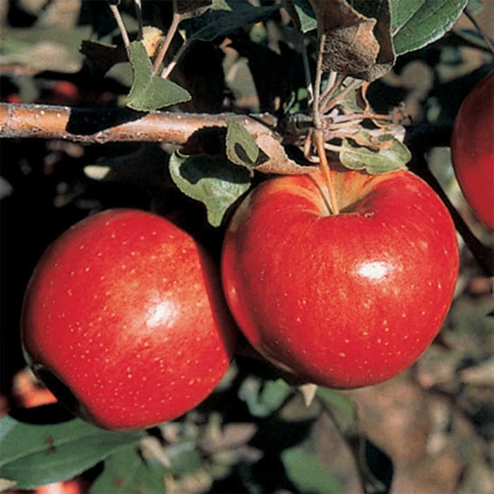 Sweet Sixteen Semi Dwarf Apple 1 Sweet Sixteen Semi Dwarf Apple