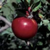 Royal Court™ Cortland Dwarf Apple