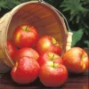 Honeycrisp™ Dwarf Apple