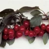 Meteor Hardy Semi Dwarf Pie Cherry