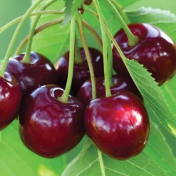 Benton® Dwarf Sweet Cherry