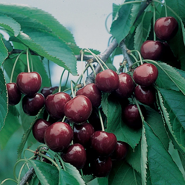 BlackGold™ Dwarf Sweet Cherry 1 BlackGold™ Dwarf Sweet Cherry
