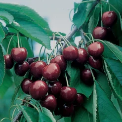 BlackGold™/ WhiteGold® Sweet Cherry Offer