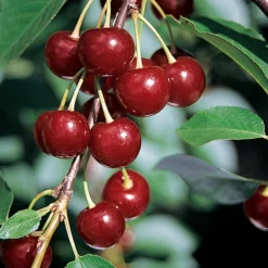 Danube™ Red Juice Cherry