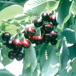 Lapins Standard Sweet Cherry