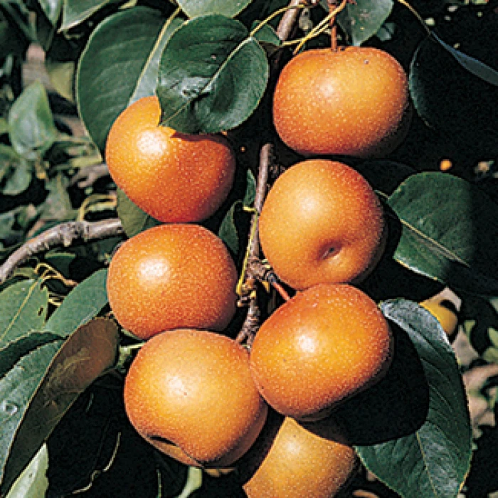 Chojuro Pear 1 Chojuro Pear