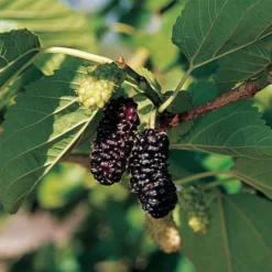 Illinois Everbearing Mulberry