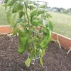Pepper/Eggplant Supports