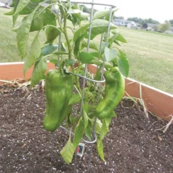 Pepper/Eggplant Supports