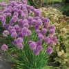 Millennium Allium