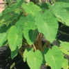 Polargreen™ Colocasia