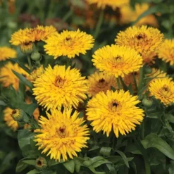 Calendula Calexis Yellow