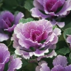 Flare™ Rose Hybrid Kale
