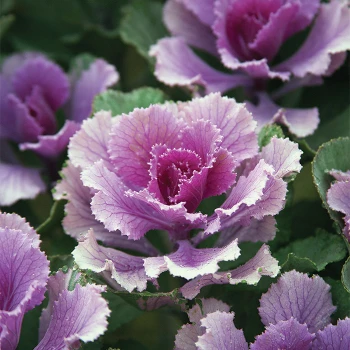 Flare™ Rose Hybrid Kale 1 Flare™ Rose Hybrid Kale
