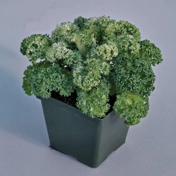 Yokohama White Hybrid Kale 1 Yokohama White Hybrid Kale