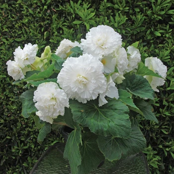Begonia Amerihybrid® Ruffled White 1 Begonia Amerihybrid® Ruffled White