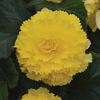 Begonia Amerihybrid® Ruffled Yellow 1 Begonia Amerihybrid® Ruffled Yellow