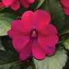 Magenta Bliss Solarscape™ Hybrid Impatiens