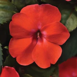 Orange Burst Solarscape™ Hybrid Impatiens