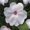 White Shimmer Solarscape™ Hybrid Impatiens