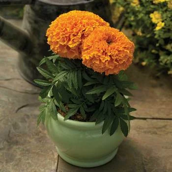 Proud Mari Orange Marigold 1 Proud Mari Orange Marigold