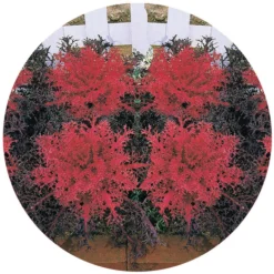 Red Peacock™ Hybrid Flowering Kale