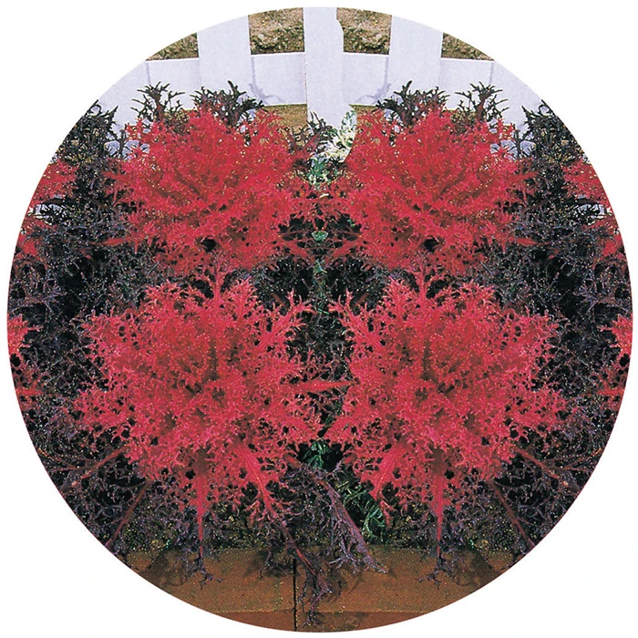 Red Peacock™ Hybrid Flowering Kale 1 Red Peacock™ Hybrid Flowering Kale