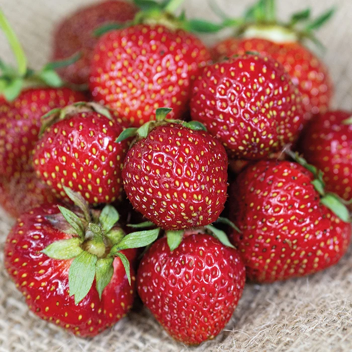 Jewel Junebearing Strawberry 1 Jewel Junebearing Strawberry