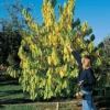 Shenandoah & Seedling Pawpaw Offer