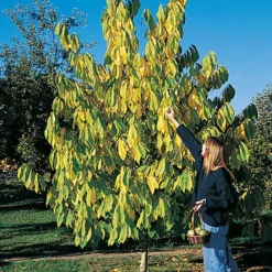 Shenandoah & Seedling Pawpaw Offer